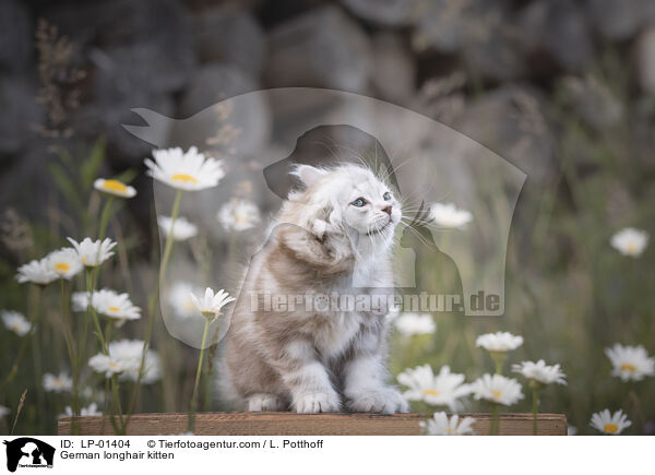 Deutsch Langhaar Ktzchen / German longhair kitten / LP-01404