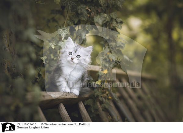 Deutsch Langhaar Ktzchen / German longhair kitten / LP-01410