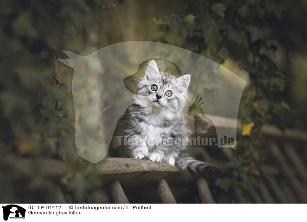 Deutsch Langhaar Ktzchen / German longhair kitten / LP-01412