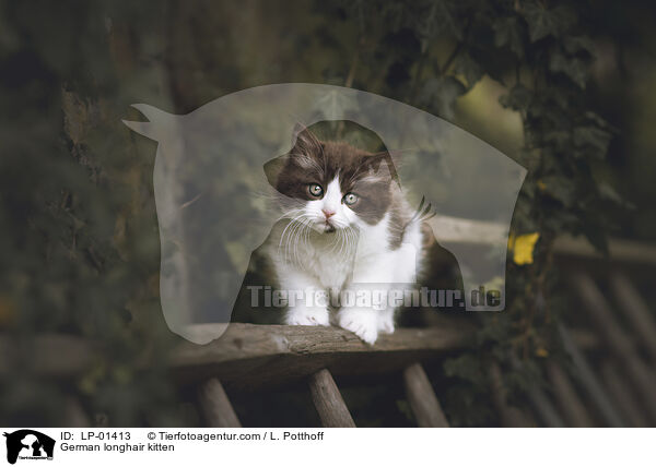 Deutsch Langhaar Ktzchen / German longhair kitten / LP-01413