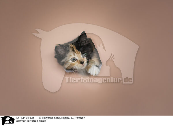 Deutsch Langhaar Ktzchen / German longhair kitten / LP-01435