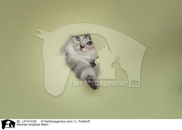 Deutsch Langhaar Ktzchen / German longhair kitten / LP-01439