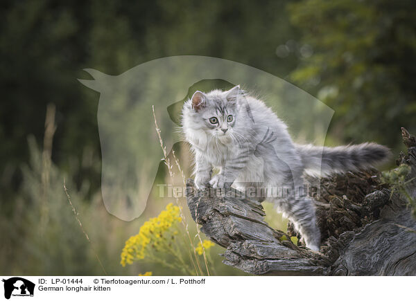Deutsch Langhaar Ktzchen / German longhair kitten / LP-01444