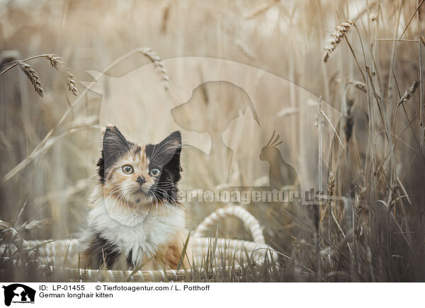 Deutsch Langhaar Ktzchen / German longhair kitten / LP-01455