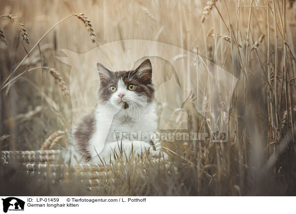 Deutsch Langhaar Ktzchen / German longhair kitten / LP-01459