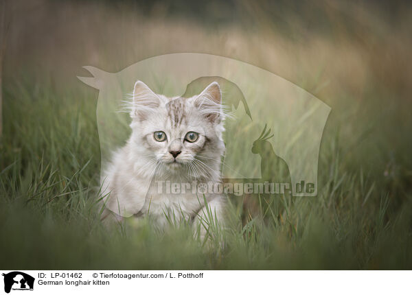 Deutsch Langhaar Ktzchen / German longhair kitten / LP-01462