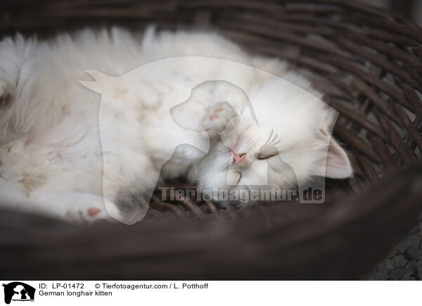 Deutsch Langhaar Ktzchen / German longhair kitten / LP-01472