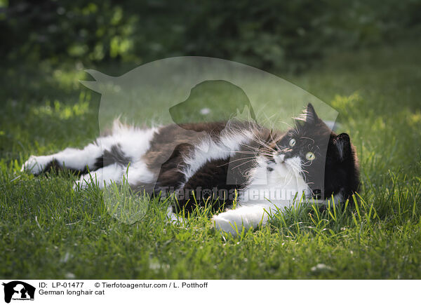 Deutsch Langhaar / German longhair cat / LP-01477