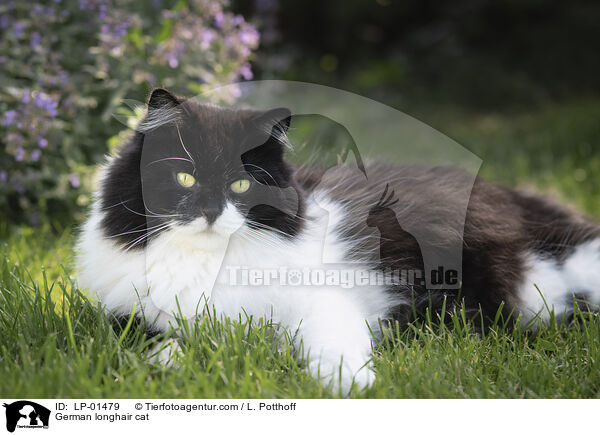 Deutsch Langhaar / German longhair cat / LP-01479