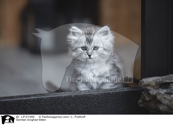 Deutsch Langhaar Ktzchen / German longhair kitten / LP-01480