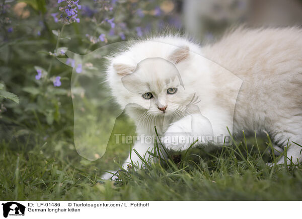 Deutsch Langhaar Ktzchen / German longhair kitten / LP-01486