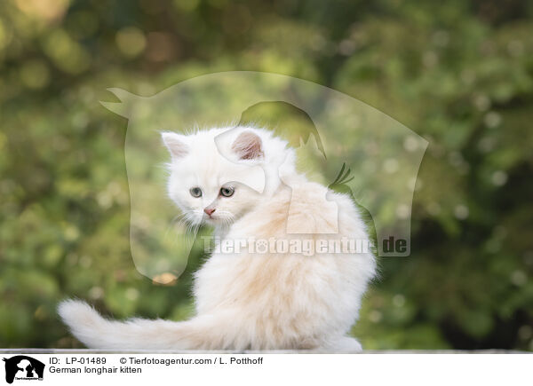 Deutsch Langhaar Ktzchen / German longhair kitten / LP-01489
