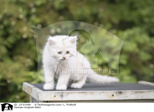 Deutsch Langhaar Ktzchen / German longhair kitten / LP-01494