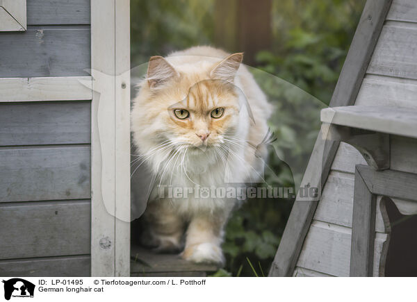 Deutsch Langhaar / German longhair cat / LP-01495