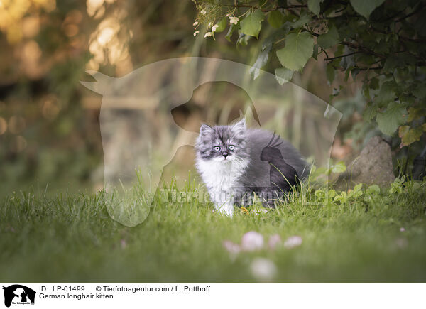 Deutsch Langhaar Ktzchen / German longhair kitten / LP-01499