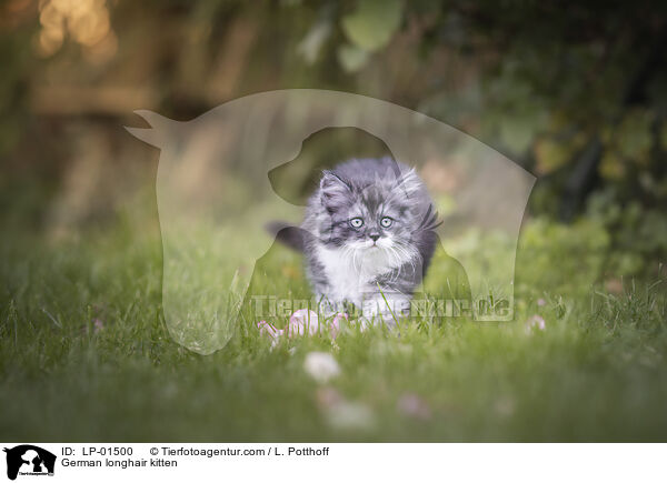 Deutsch Langhaar Ktzchen / German longhair kitten / LP-01500