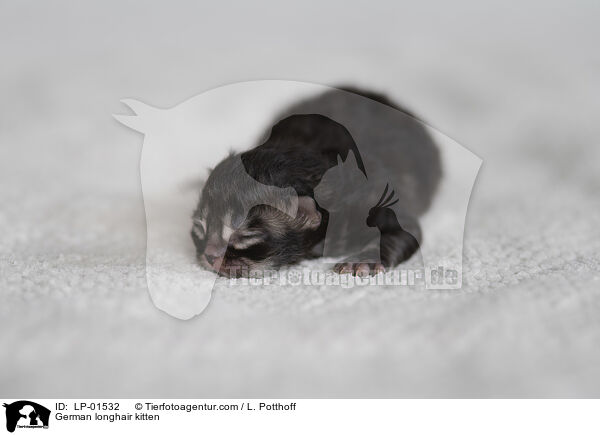 Deutsch Langhaar Ktzchen / German longhair kitten / LP-01532