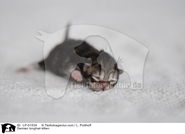 Deutsch Langhaar Ktzchen / German longhair kitten / LP-01534