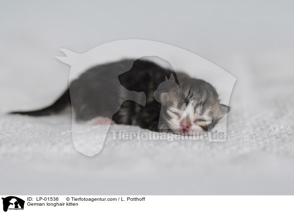 Deutsch Langhaar Ktzchen / German longhair kitten / LP-01536