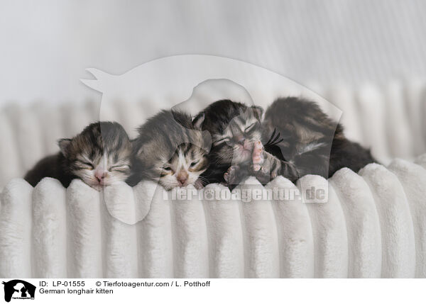 Deutsch Langhaar Ktzchen / German longhair kitten / LP-01555