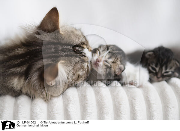 Deutsch Langhaar Ktzchen / German longhair kitten / LP-01562