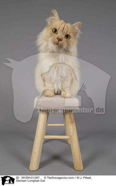 German Longhair Cat / WVDH-01367