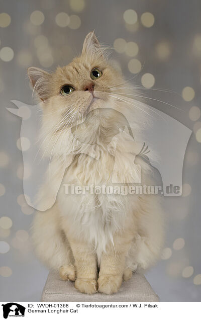German Longhair Cat / WVDH-01368