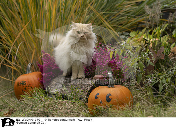 German Longhair Cat / WVDH-01370