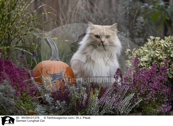 German Longhair Cat / WVDH-01376