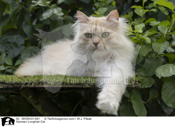 German Longhair Cat / WVDH-01381