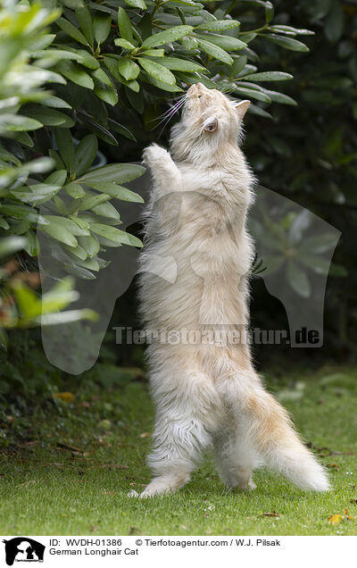 German Longhair Cat / WVDH-01386