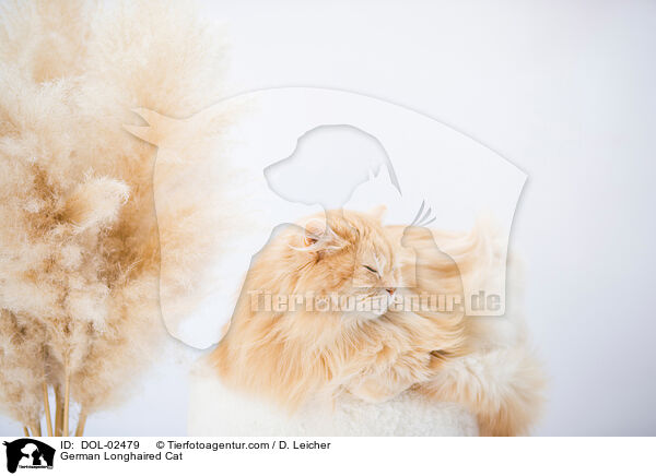 Deutsch Langhaar Katze / German Longhaired Cat / DOL-02479