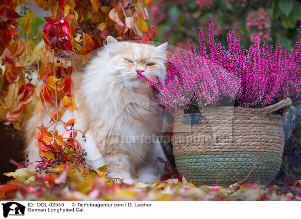 Deutsch Langhaar Katze / German Longhaired Cat / DOL-02545
