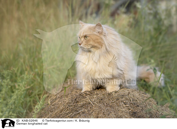 Deutsch Langhaar Katze / German longhaired cat / KAB-02646