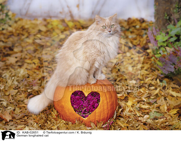 Deutsch Langhaar Katze / German longhaired cat / KAB-02651