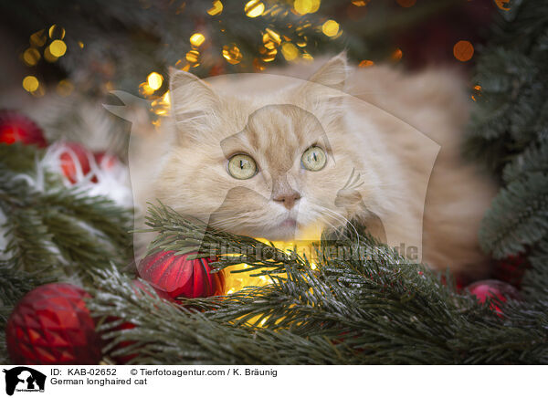 Deutsch Langhaar Katze / German longhaired cat / KAB-02652