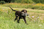 young German longhaired Pointer