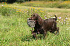 young German longhaired Pointer