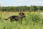 young German longhaired Pointer