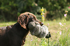 young German longhaired Pointer