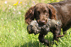 young German longhaired Pointer