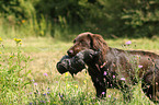 young German longhaired Pointer