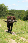 young German longhaired Pointer