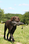 young German longhaired Pointer