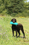 young German longhaired Pointer