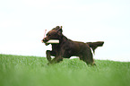 retrieving German longhaired Pointer