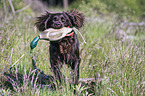 retrieving German longhaired Pointer