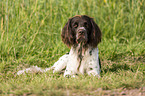 lying German longhaired Pointer
