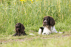2 German longhaired Pointer