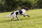 running German longhaired Pointer